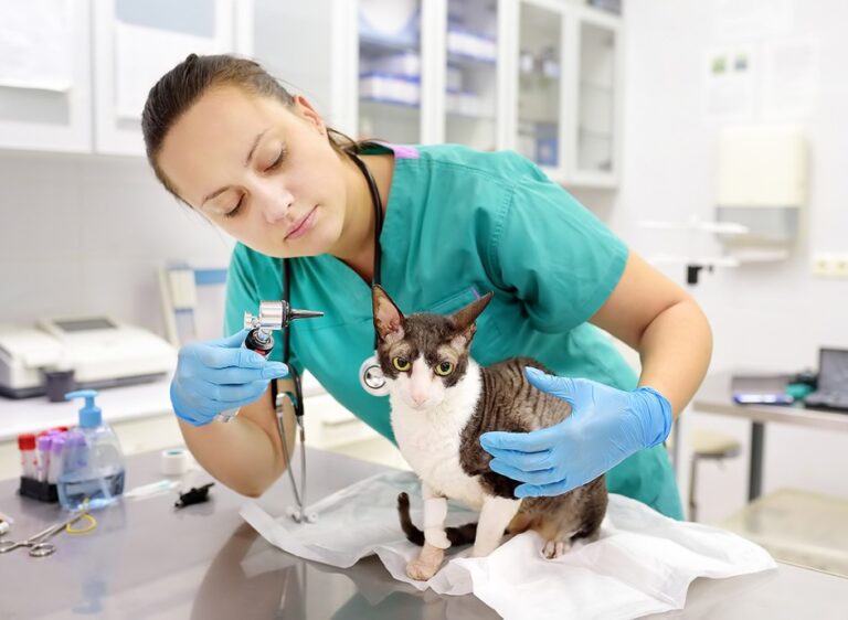 What do you need to learn to become a veterinary technician in Canada? | Fanshawe Veterinary Technician Program-Veterinary Technician